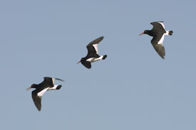 oystercatcher